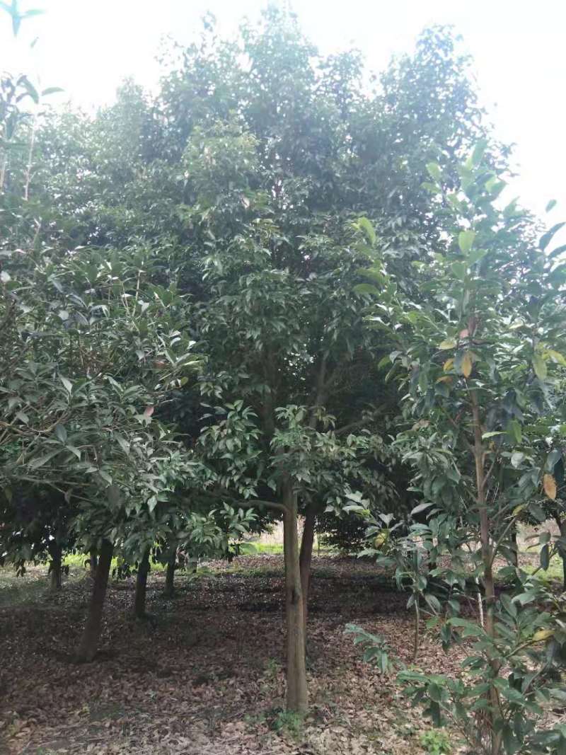 天竺桂工程苗木批发基地天竺桂树苗价格，天竺桂产地
