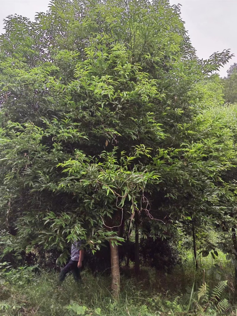 天竺桂工程苗木批发基地天竺桂树苗价格，天竺桂产地