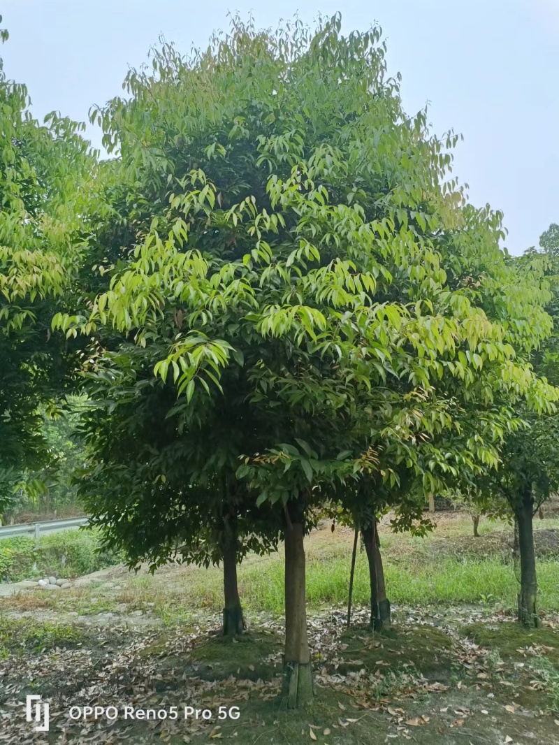 天竺桂工程苗木批发基地天竺桂树苗价格，天竺桂产地