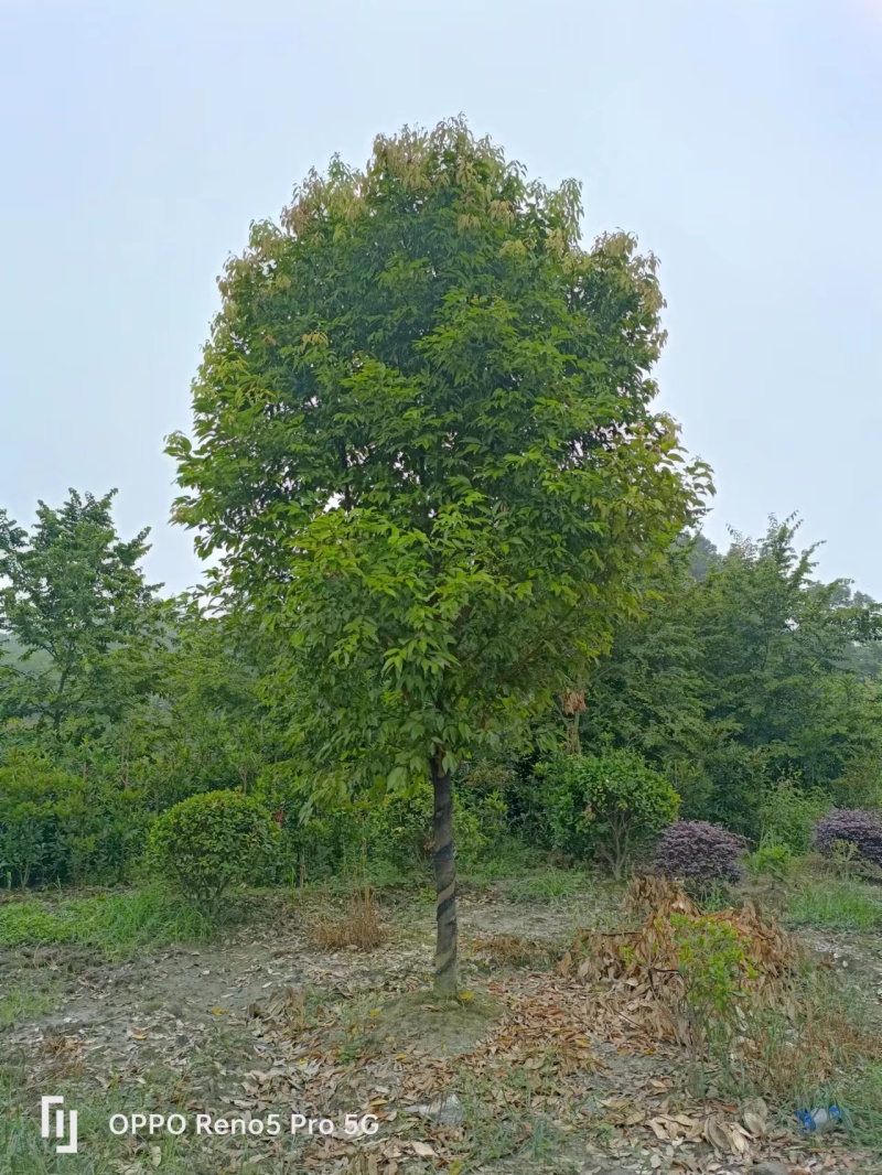 天竺桂工程苗木批发基地天竺桂树苗价格，天竺桂产地