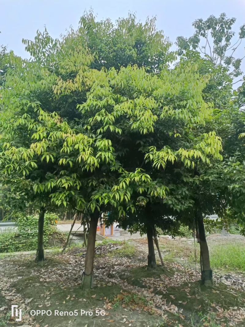天竺桂工程苗木批发基地天竺桂树苗价格，天竺桂产地