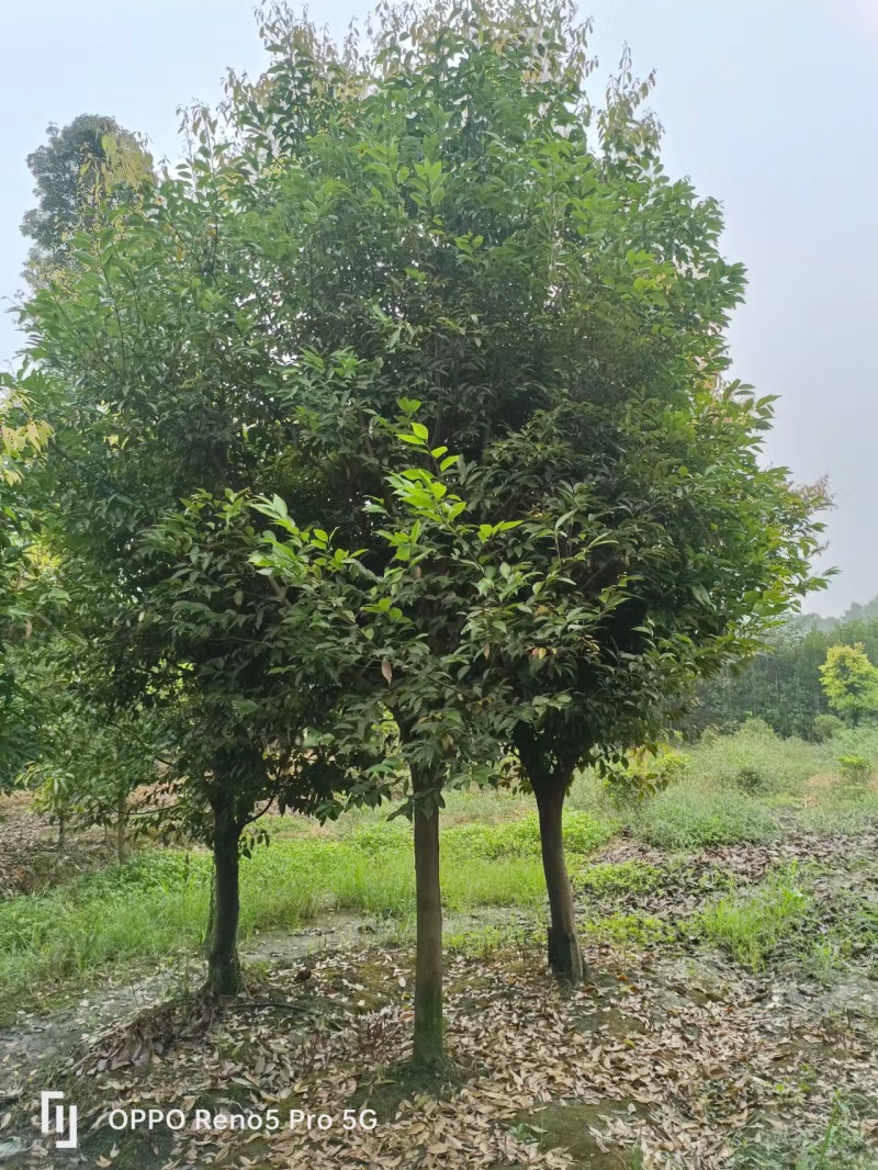天竺桂工程苗木批发基地天竺桂树苗价格，天竺桂产地