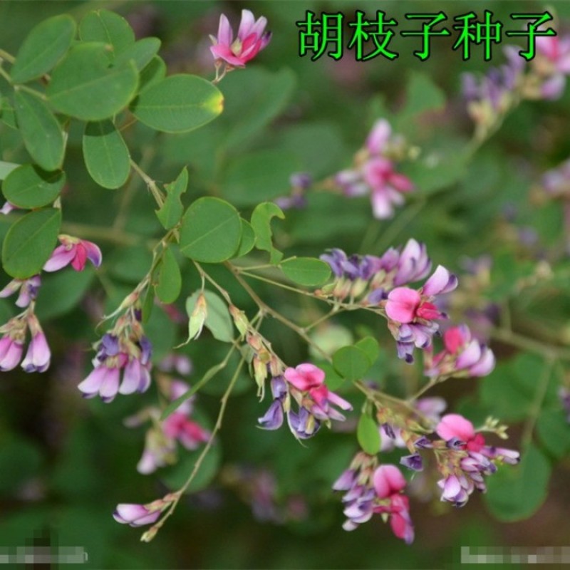 胡枝子种子林木随军茶护坡灌木绿植绿化花卉园艺绿肥饲料蜜源