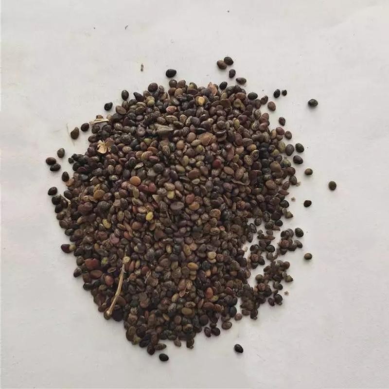 胡枝子种子林木随军茶护坡灌木绿植绿化花卉园艺绿肥饲料蜜源