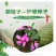 胡枝子种子林木随军茶护坡灌木绿植绿化花卉园艺绿肥饲料蜜源