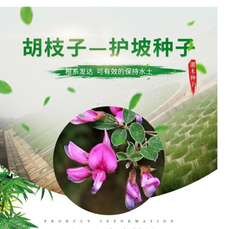 胡枝子种子林木随军茶护坡灌木绿植绿化花卉园艺绿肥饲料蜜源