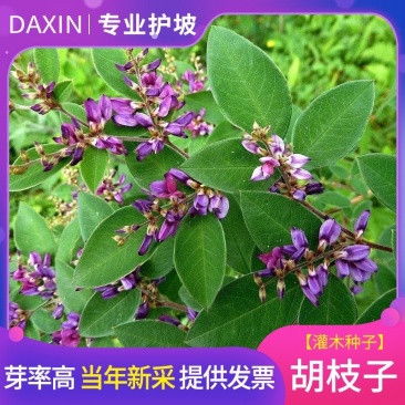 胡枝子种子林木随军茶护坡灌木绿植绿化花卉园艺绿肥饲料蜜源