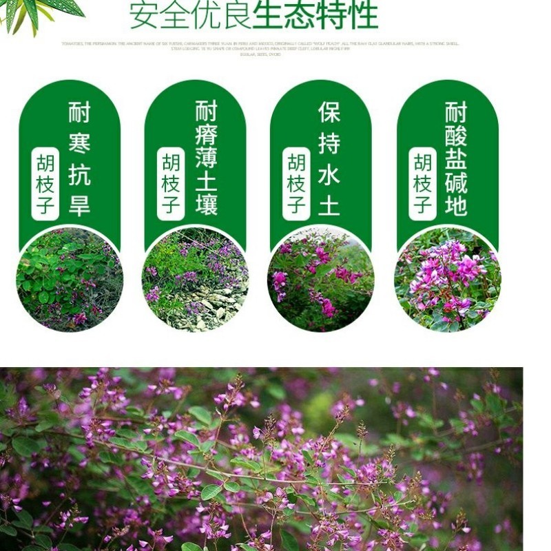 胡枝子种子林木随军茶护坡灌木绿植绿化花卉园艺绿肥饲料蜜源