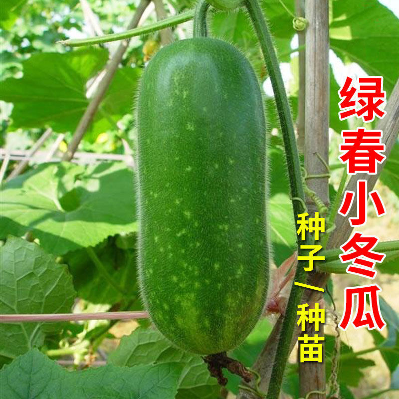 科润绿春小冬瓜种子青绿皮早熟高产冬瓜种籽瓜圆柱形20克