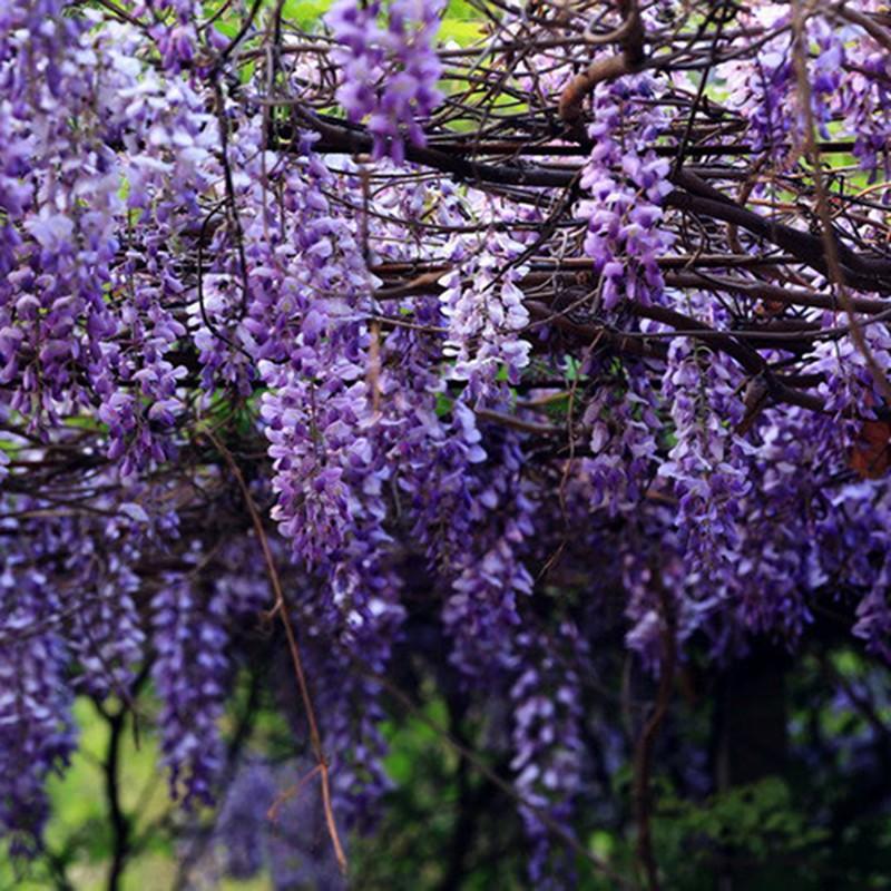 紫藤花树苗爬藤攀爬庭院围墙开花植物老桩盆栽花苗藤蔓紫藤萝