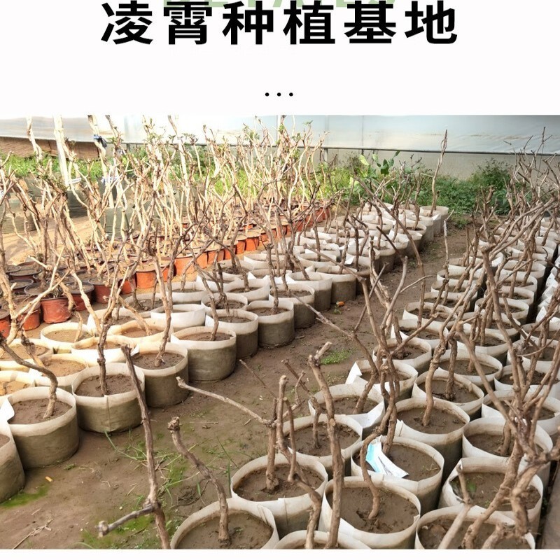 美国凌霄花苗盆栽四季爬墙藤本植物炮仗大花庭院阳台老桩树苗