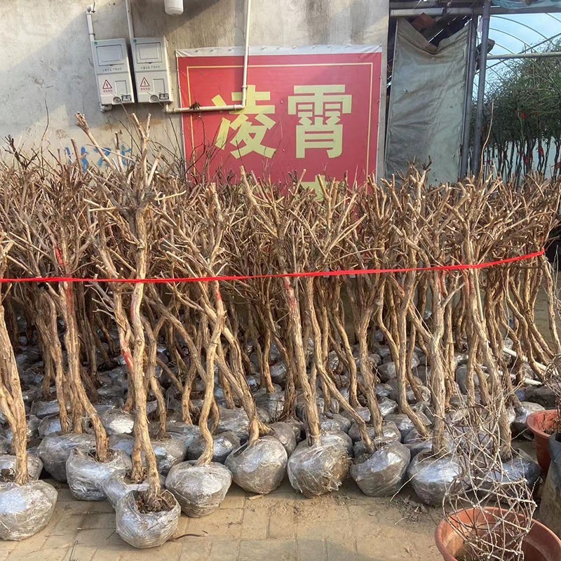 美国凌霄花苗盆栽四季爬墙藤本植物炮仗大花庭院阳台老桩树苗