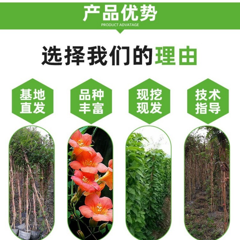 美国凌霄花苗盆栽四季爬墙藤本植物炮仗大花庭院阳台老桩树苗