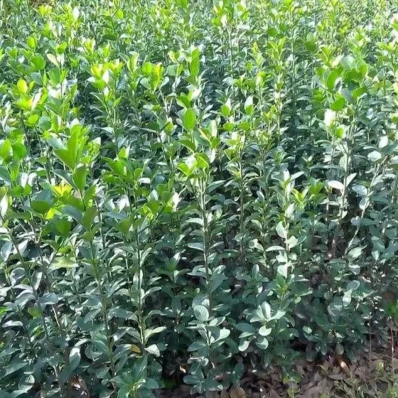 围墙篱笆植物大叶北海道黄杨苗冬青树苗四季常青耐寒庭院绿篱