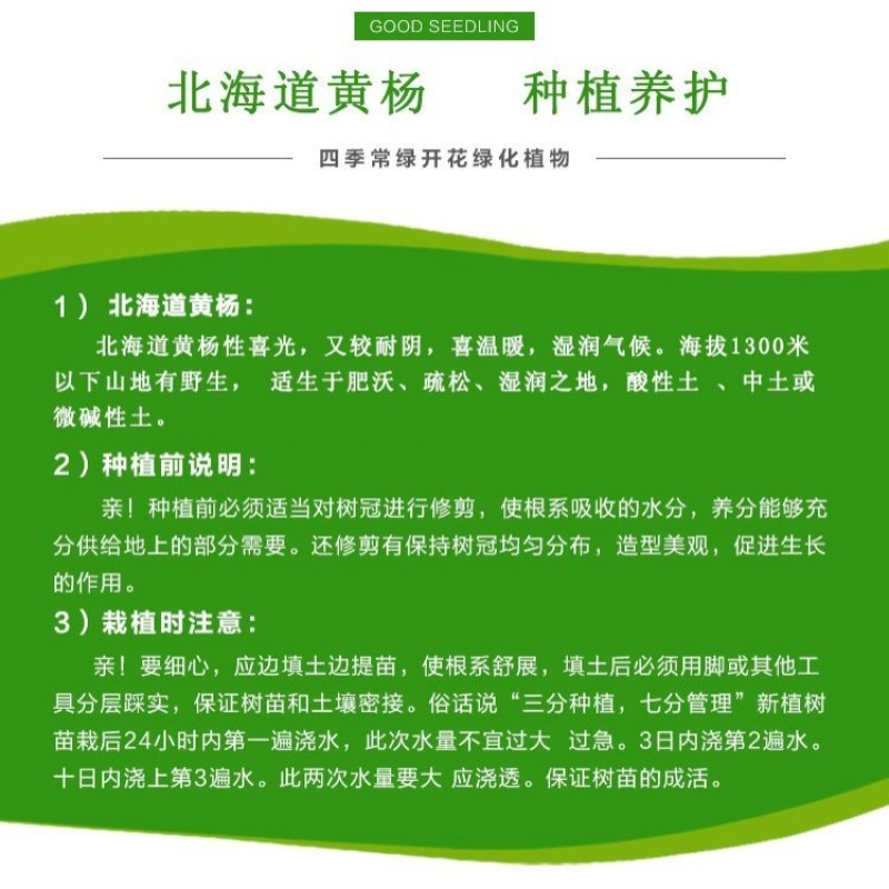 围墙篱笆植物大叶北海道黄杨苗冬青树苗四季常青耐寒庭院绿篱