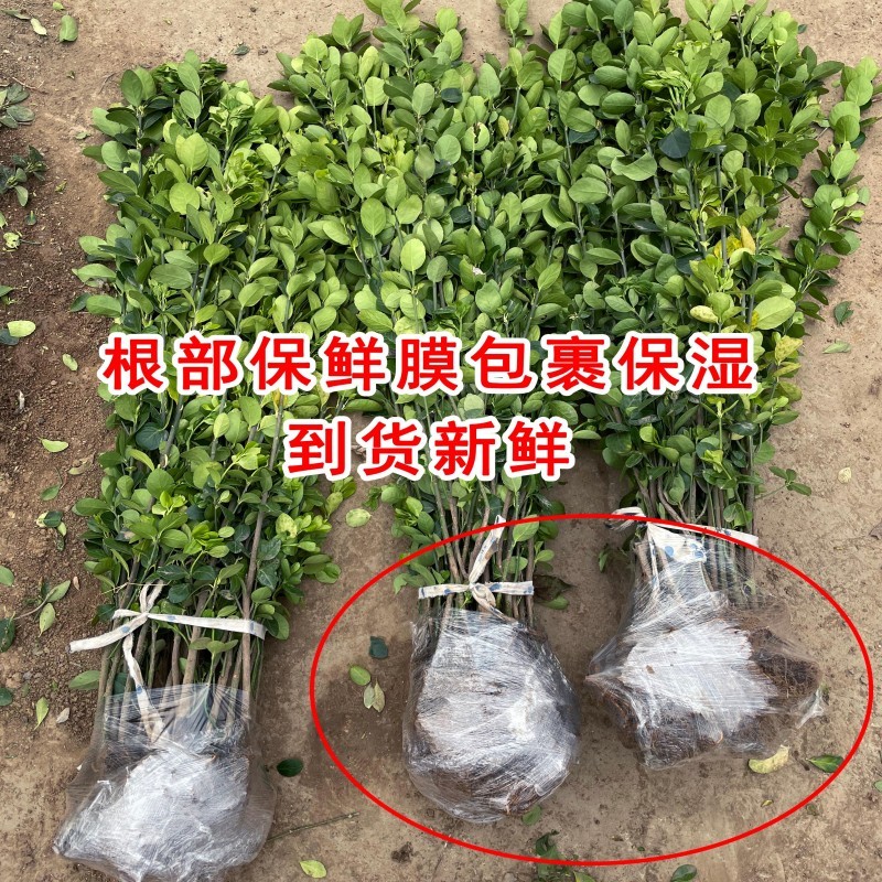 围墙篱笆植物大叶北海道黄杨苗冬青树苗四季常青耐寒庭院绿篱