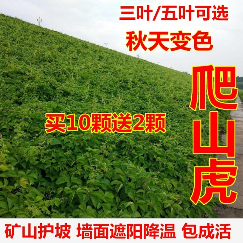 爬山虎爬藤植物四季三叶五叶地锦爬墙面遮阳庭院树苗耐寒花卉