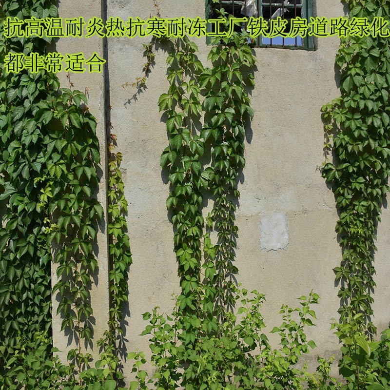 爬山虎爬藤植物四季三叶五叶地锦爬墙面遮阳庭院树苗耐寒花卉