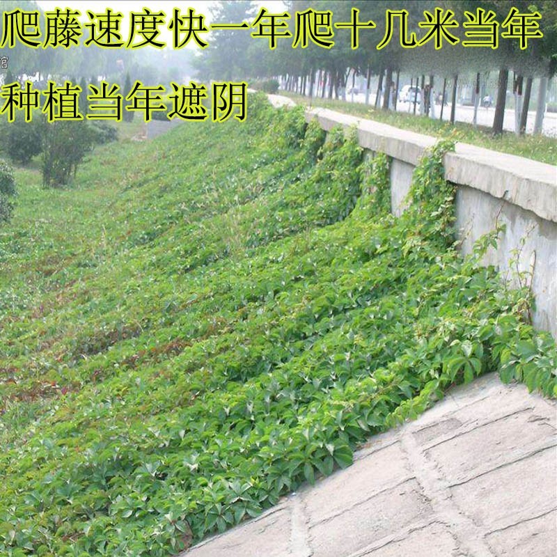 爬山虎爬藤植物四季三叶五叶地锦爬墙面遮阳庭院树苗耐寒花卉