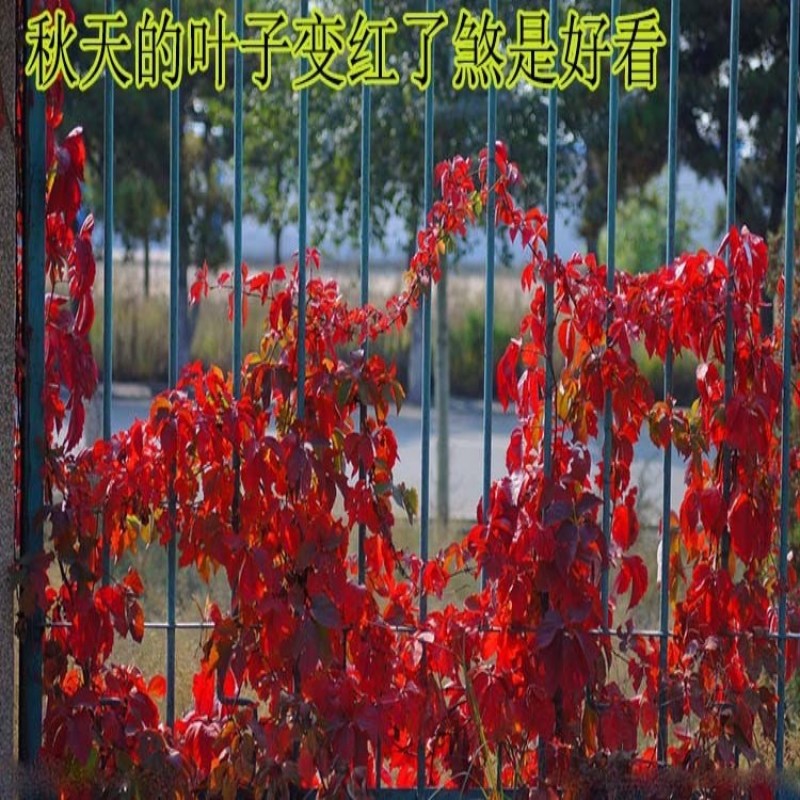 爬山虎爬藤植物四季三叶五叶地锦爬墙面遮阳庭院树苗耐寒花卉