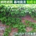 爬山虎爬藤植物四季三叶五叶地锦爬墙面遮阳庭院树苗耐寒花卉