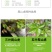 爬山虎爬藤植物四季三叶五叶地锦爬墙面遮阳庭院树苗耐寒花卉