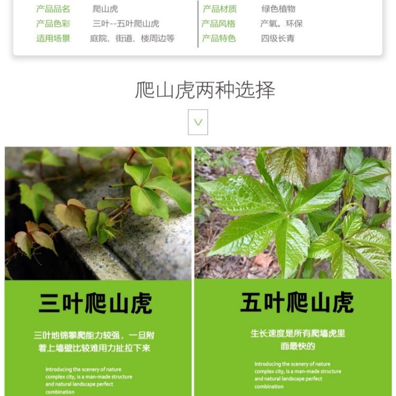 爬山虎爬藤植物四季三叶五叶地锦爬墙面遮阳庭院树苗耐寒花卉