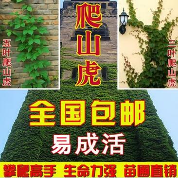 爬山虎爬藤植物四季三叶五叶地锦爬墙面遮阳庭院树苗耐寒花卉