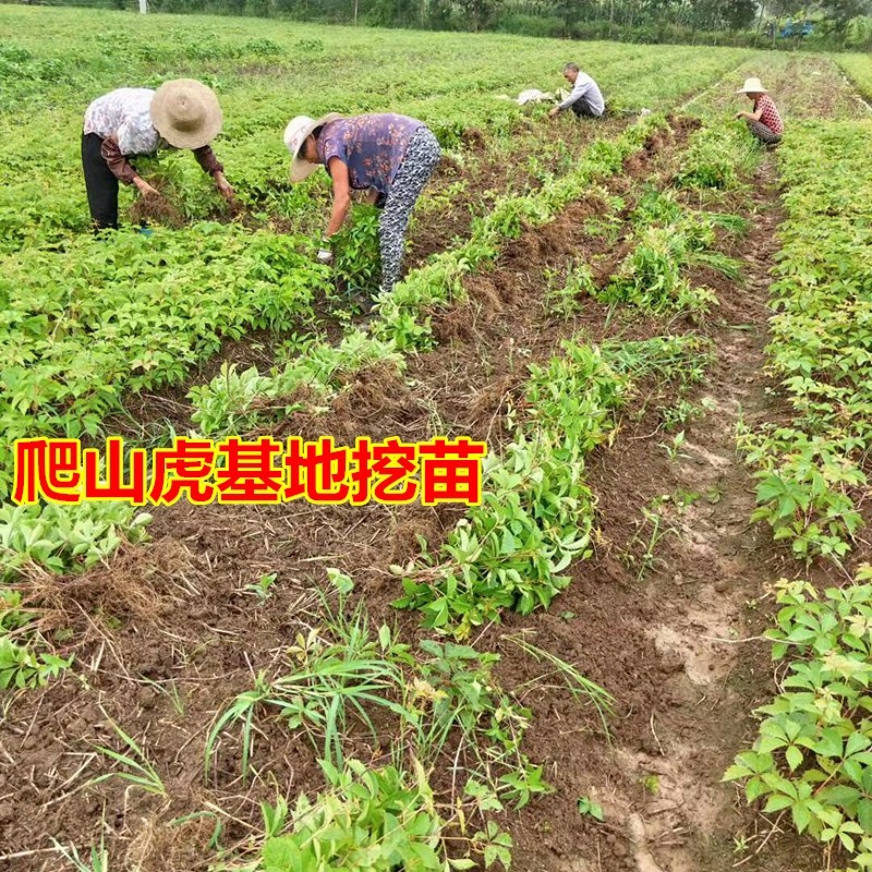 爬山虎爬藤植物四季三叶五叶地锦爬墙面遮阳庭院树苗耐寒花卉