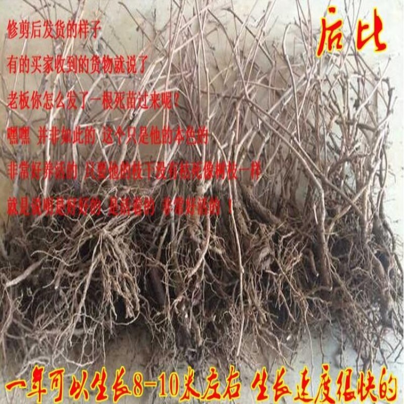 爬山虎爬藤植物四季三叶五叶地锦爬墙面遮阳庭院树苗耐寒花卉