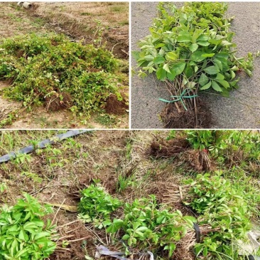 爬山虎爬藤植物四季三叶五叶地锦爬墙面遮阳庭院树苗耐寒花卉