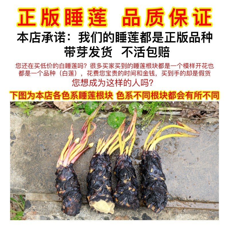 大睡莲根块池塘睡莲花水培植物四季莲花盆栽水养花卉荷花根茎