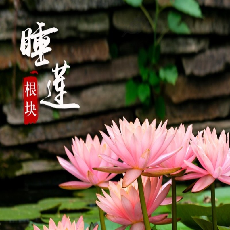 大睡莲根块池塘睡莲花水培植物四季莲花盆栽水养花卉荷花根茎