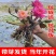 大睡莲根块池塘睡莲花水培植物四季莲花盆栽水养花卉荷花根茎