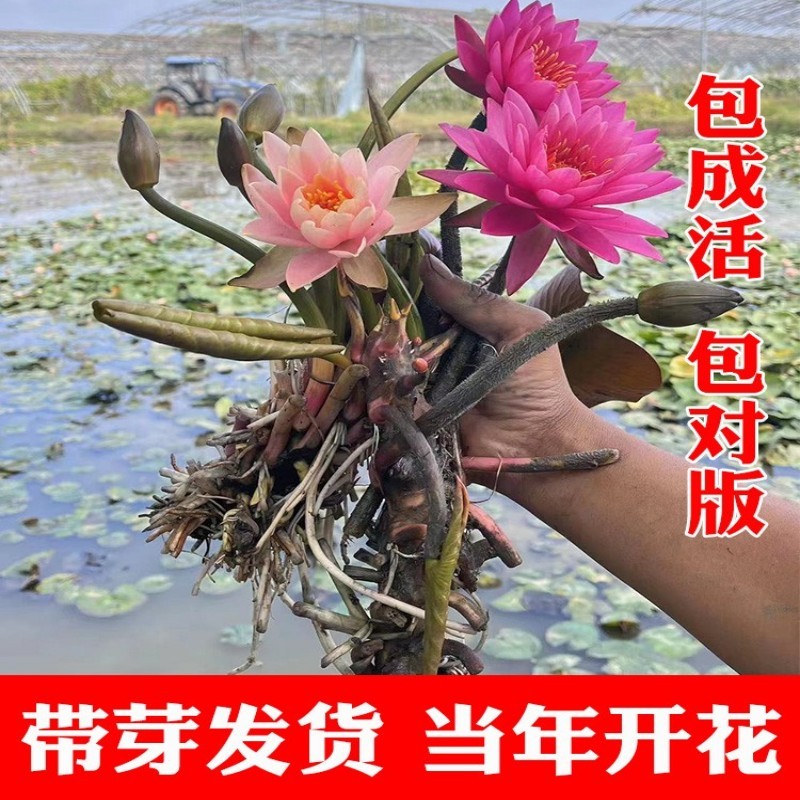 大睡莲根块池塘睡莲花水培植物四季莲花盆栽水养花卉荷花根茎