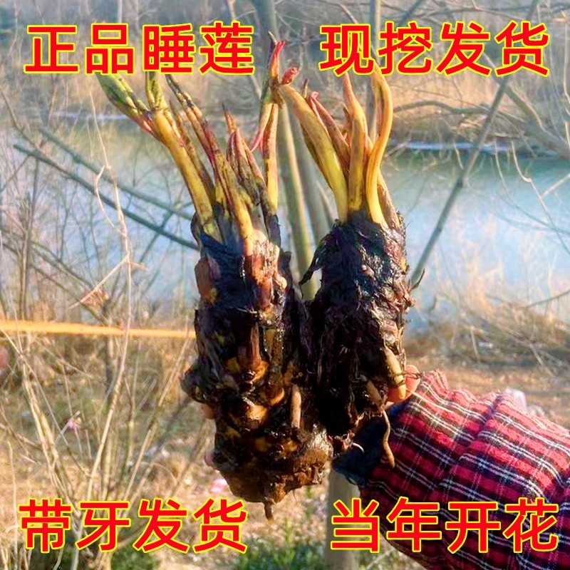 大睡莲根块池塘睡莲花水培植物四季莲花盆栽水养花卉荷花根茎