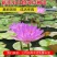 大睡莲根块池塘睡莲花水培植物四季莲花盆栽水养花卉荷花根茎
