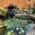 大睡莲根块池塘睡莲花水培植物四季莲花盆栽水养花卉荷花根茎