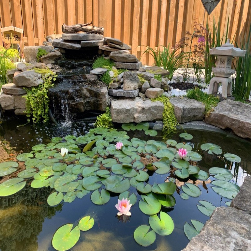 大睡莲根块池塘睡莲花水培植物四季莲花盆栽水养花卉荷花根茎