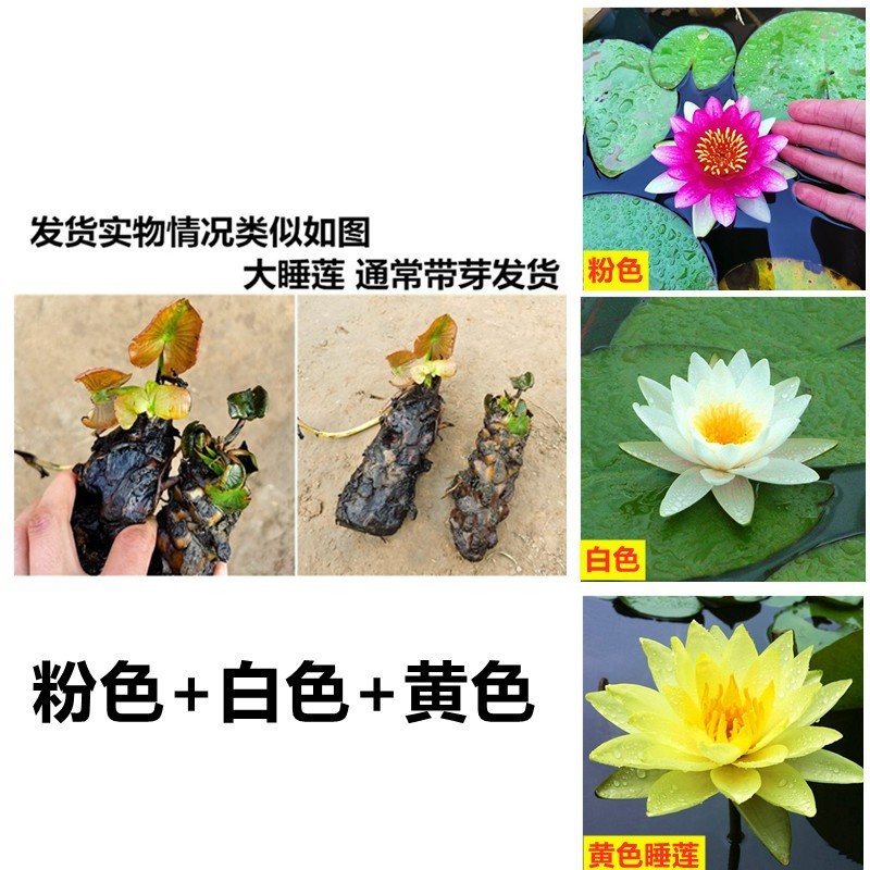 大睡莲根块池塘睡莲花水培植物四季莲花盆栽水养花卉荷花根茎