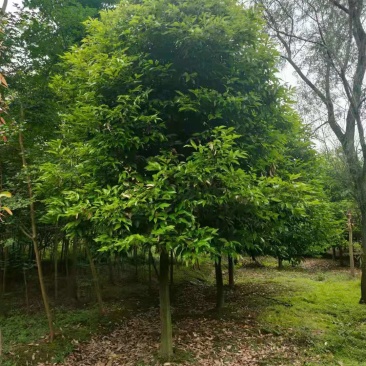 天竺桂批发基地天竺桂绿篱天竺桂工程树苗