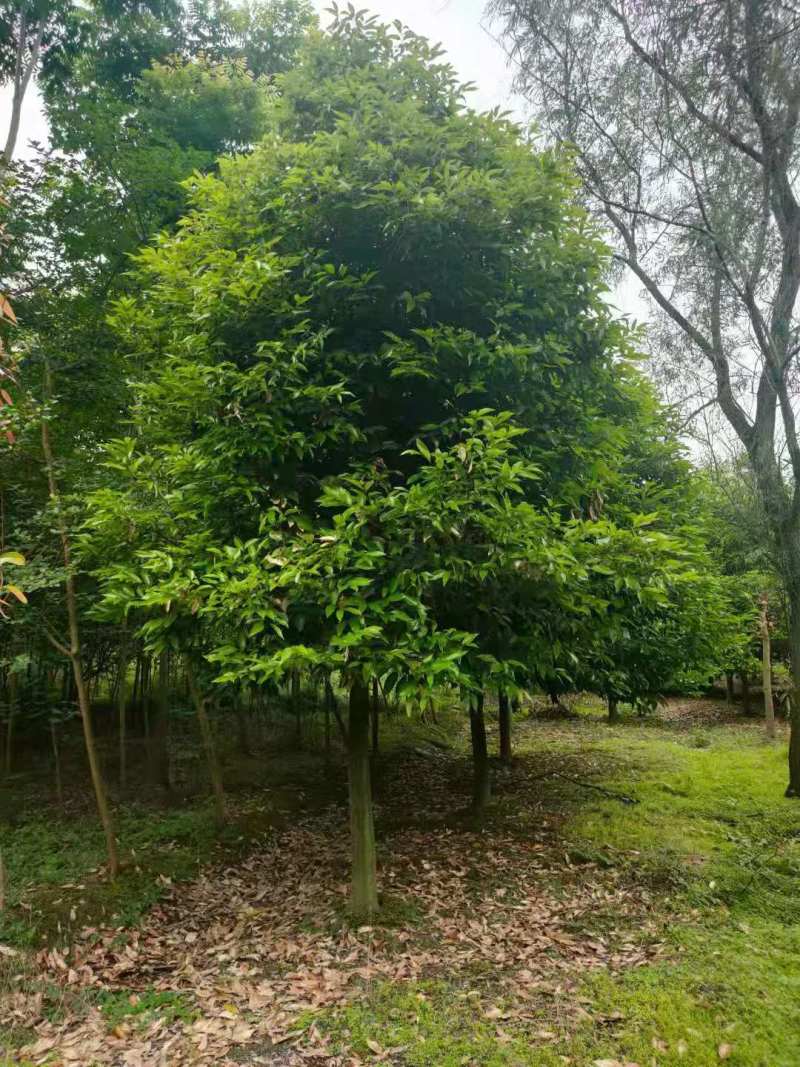 天竺桂批发基地天竺桂绿篱天竺桂工程树苗