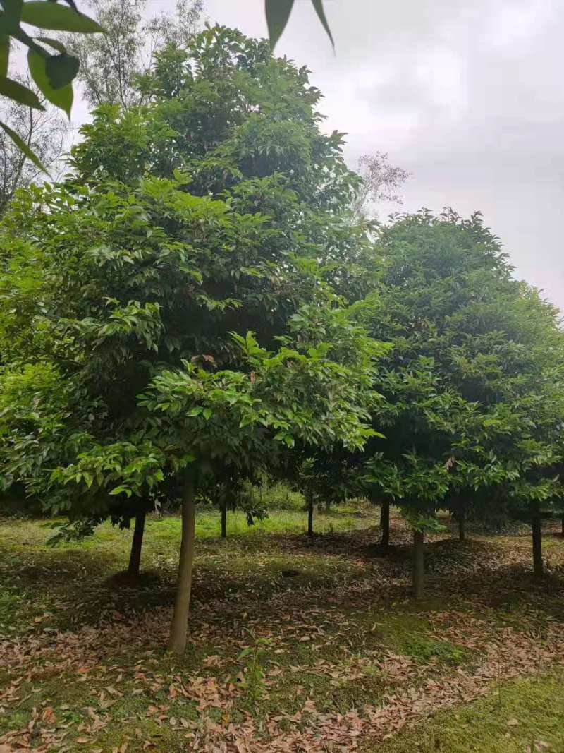 天竺桂批发基地天竺桂绿篱天竺桂工程树苗
