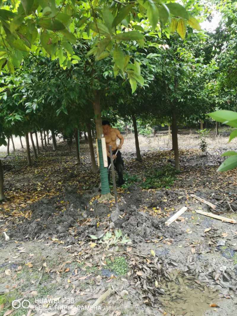 天竺桂批发基地天竺桂绿篱天竺桂工程树苗