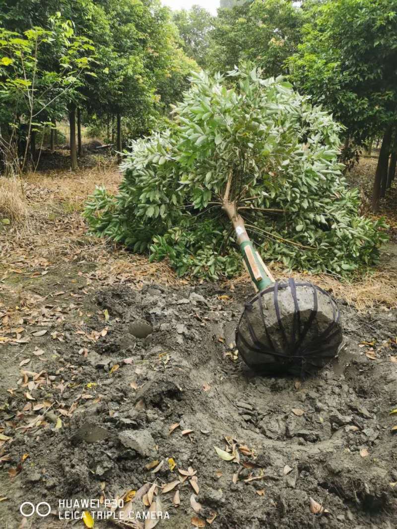 天竺桂批发基地天竺桂绿篱天竺桂工程树苗