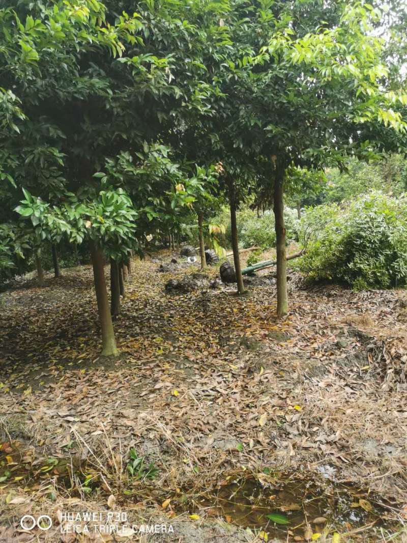 天竺桂批发基地天竺桂绿篱天竺桂工程树苗