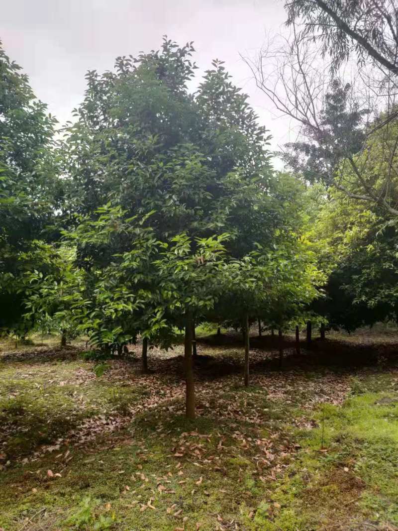 天竺桂批发基地天竺桂绿篱天竺桂工程树苗