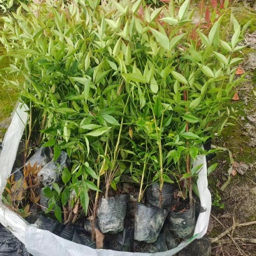 南天竹小杯南天竹大杯南天竹工程苗子幼苗基地