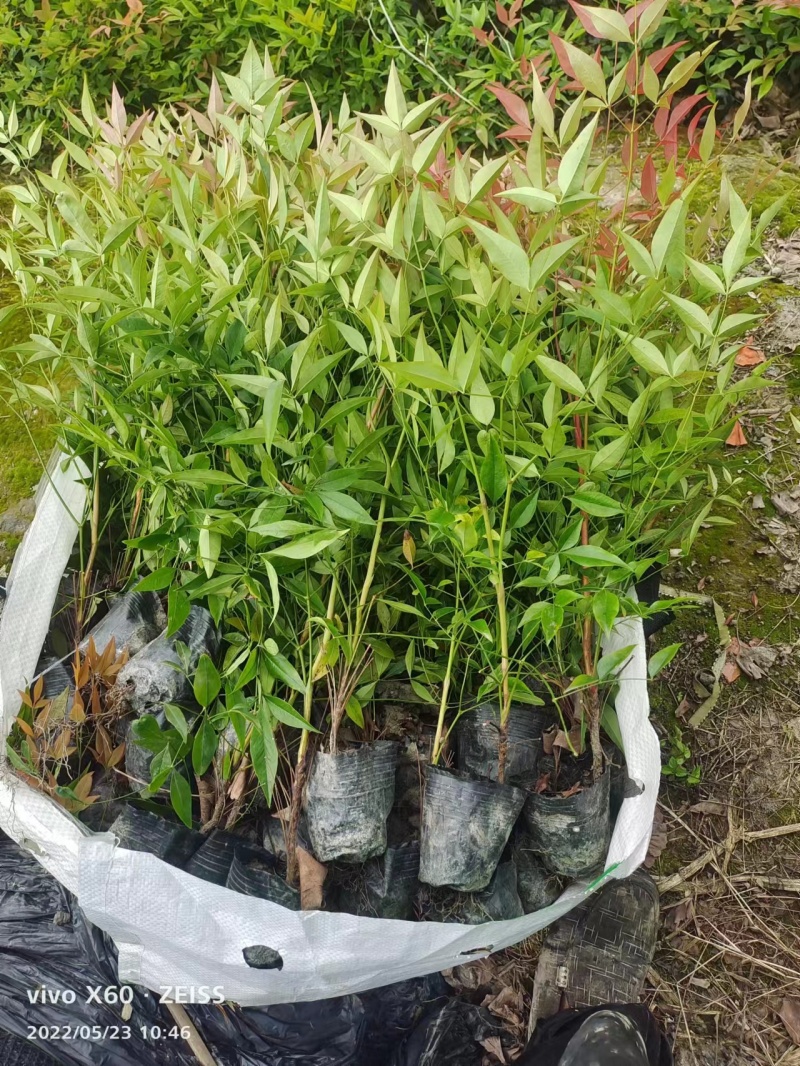 南天竹小杯南天竹大杯南天竹工程苗子幼苗基地