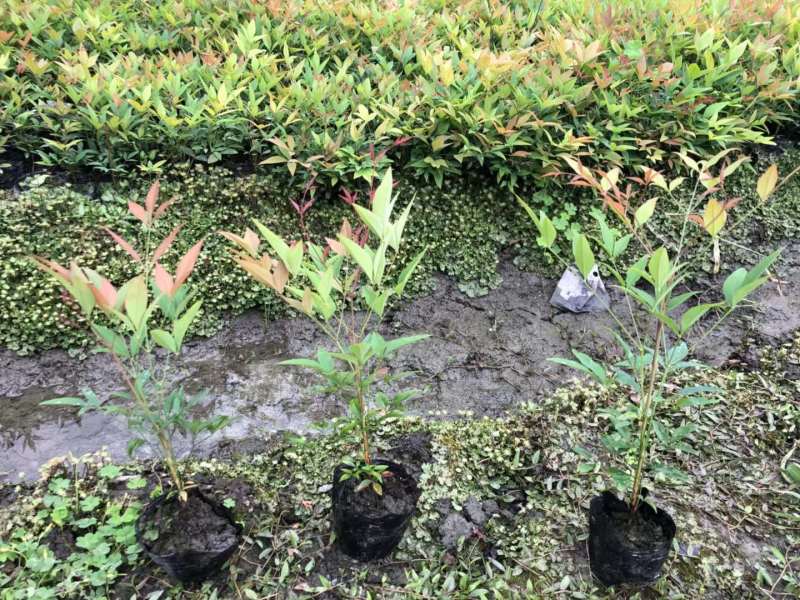 南天竹小杯南天竹大杯南天竹工程苗子幼苗基地